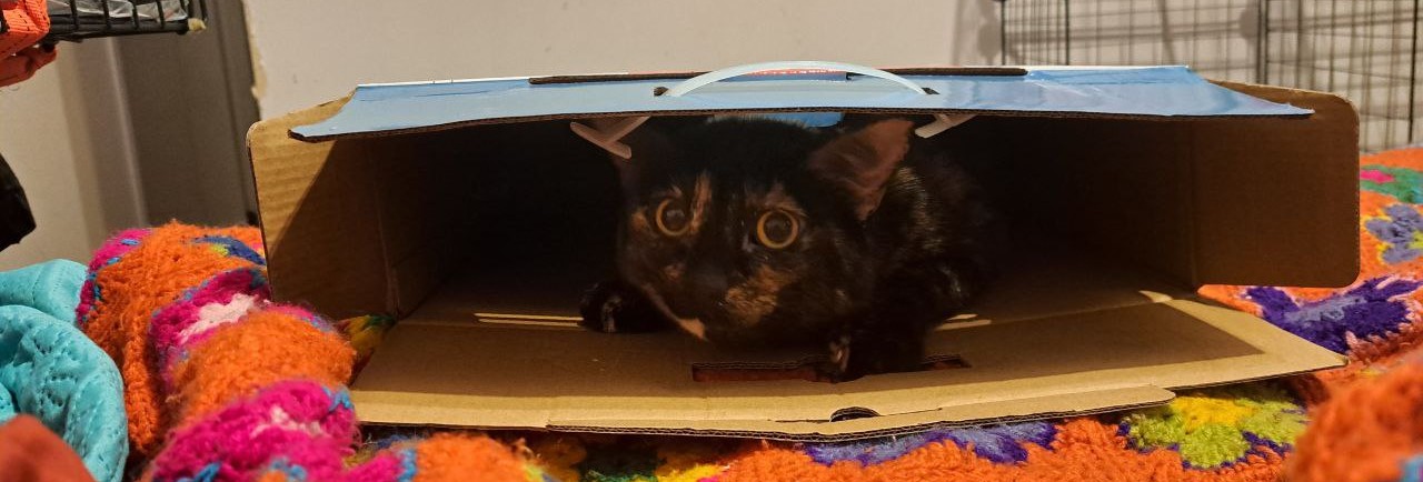 El gato se llama Kotlin